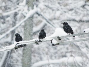 A small snowbird with gray feathers and a white belly resting on a snow-covered tree limb